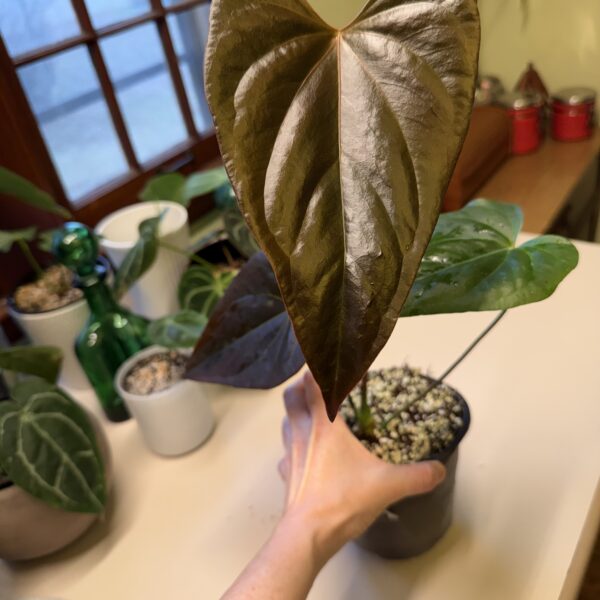 Anthurium Moodeanum