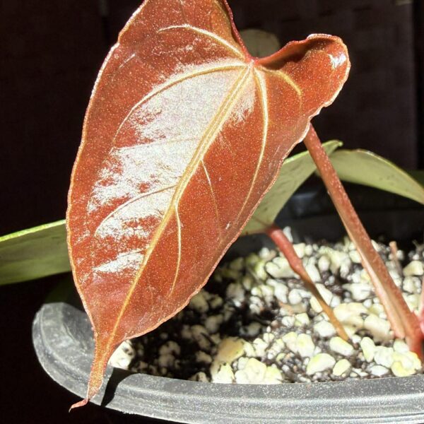 Anthurium Papillilaminum x Chamberlainii