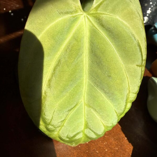 Anthurium Papillilaminum x King of Spades