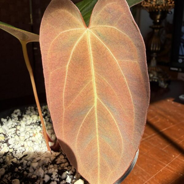 Anthurium Papillilaminum Legend x Self