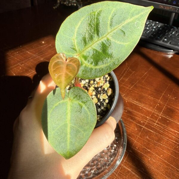 Anthurium Papillilaminum Legend x Magnificum Verde