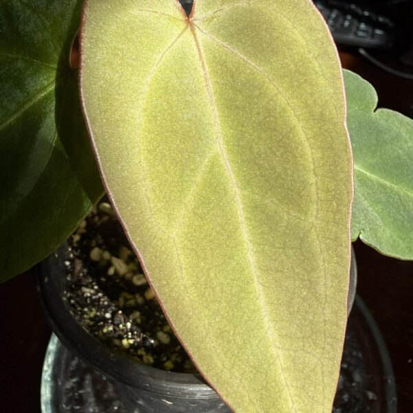 Anthurium Papillilaminum x Warocqueanum