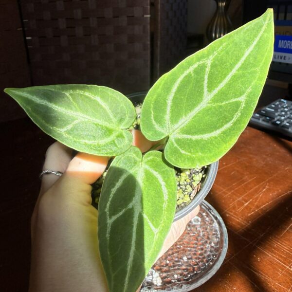 Anthurium Silver Blush x Velvet Mask