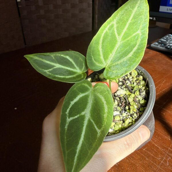 Anthurium Silver Blush x Velvet Mask