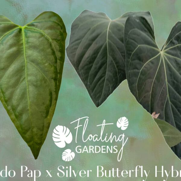 Anthurium Seedling Bundle