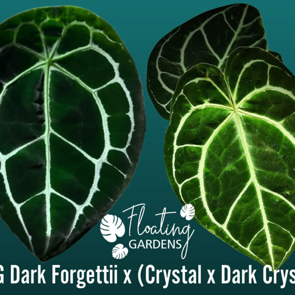 Anthurium Seedling – SKG Dark Forgettii x (Crystal x Dark Crystal)