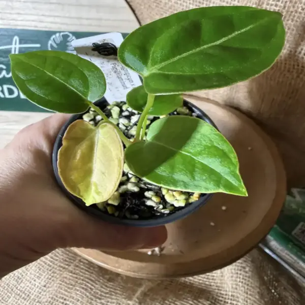 Anthurium Magnificum x Indo Papillilaminum